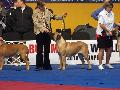 2010.10.09. Bullmastiff World Cup